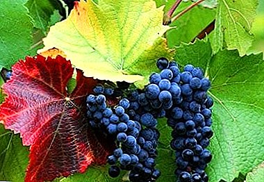 Resistente wyn verskeidenheid - Krassen druiwe