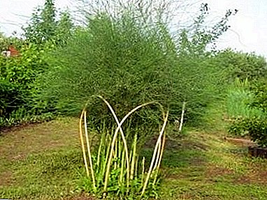 ისწავლეთ როგორ იზრდება asparagus თესლი სახლში და ღია სფეროში.