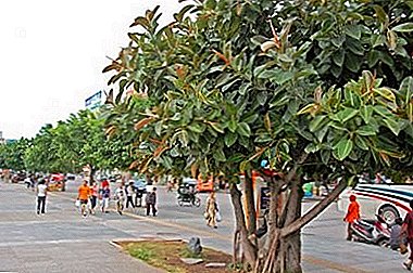 Giant ditata ti India - Ficus Tineke atanapi elastis karét