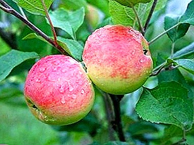 Di Apple Spas bungbuahan nyumbang tangkal apel Grushevka Moskovskaya