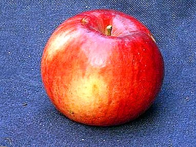 आपल्याला रस तयार करण्यासाठी योग्य सफरचंद आवश्यक आहे? विविध प्रकारचे "मेमरी उल्यानिश्वा"