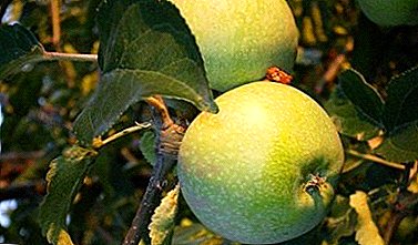 Biće vam drago sa svojim plodovima i dugoročnim skladištenjem raznih jabuka Kutuzovca