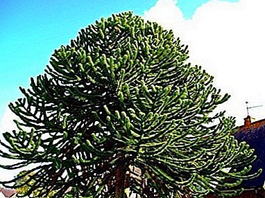 Labar Evergreen Ċili ta 'Araucaria