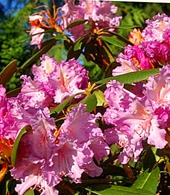 Immergroen Rhododendron Yakushiman