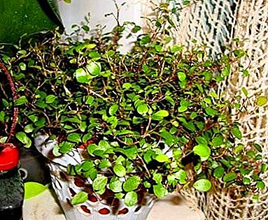 Mylenbekia Evergreen Ornamental Plant: Photo a Home Care