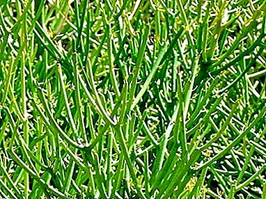 பசுமையான யூபோர்பியா திருக்கள்ளி - புகைப்படத்துடன் மலர் விளக்கம், வீட்டு பராமரிப்பு