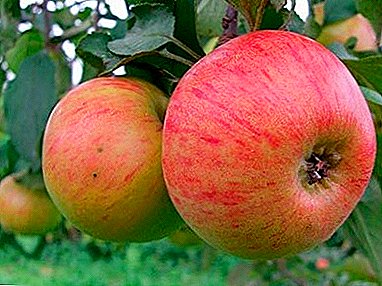 Prekrasni plodovi sa divnom aromom - sorta jabuka "Orlik"