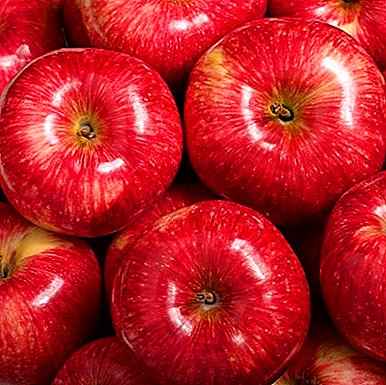 Wani baƙo mai girma daga Canada - irin apple itatuwa "Mantet"