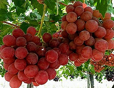 Gourmet varietas anggur sing nggantheng: deskripsi lan karakteristik budidaya