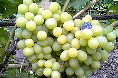 ແນວພັນທີ່ປະສົມປະສານທີ່ຍິ່ງໃຫຍ່ຂອງ grapes - "Valek"