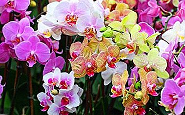 Elekti kiun grundon transplantas la orkideo: kion serĉi kaj kiaj eraroj devas eviti?