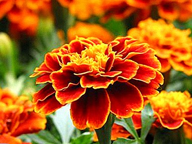 Marigoldların növləri: Pamostochie, Thin-leaved, Rejected. Açıq torpaq üçün bu ot bitkiləri üçün qayğı