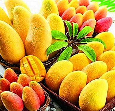 Ny karazana sy varietroan'ny mango - mahavariana mahatalanjona miaraka amin'ny tsiro mahavariana mahavariana