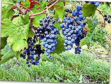 Uvas para un xardineiro novato - variedade "Misterio de Sharov"