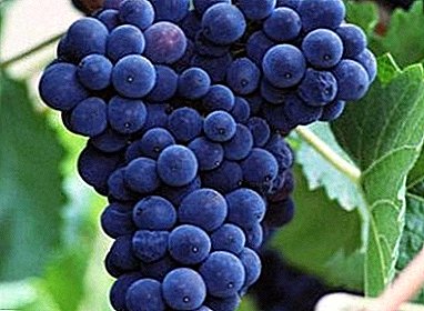 La vinberoj, kiujn manĝis la antikvaj Romanoj - Sangiovese