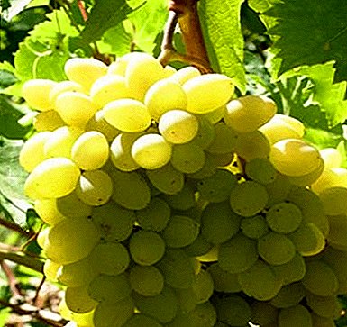 Grapes "Liana" - өндөр ган гачиг тэсвэртэй төрөл бүрийн юм