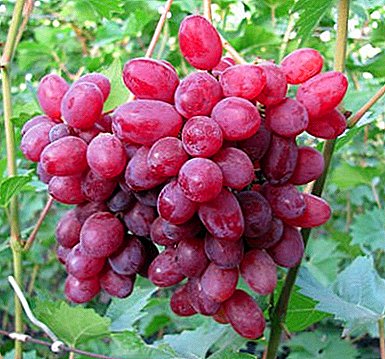 ყურძენი, სახელწოდებით სლავური ღმერთი ნაყოფიერების - nutmeg ჯიშის Velez
