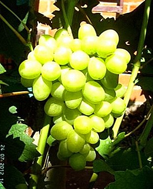 Hibridet e rrushit "Daria", "Dasha" dhe "Dashunya" - kjo nuk është një specie, e quajtur ndryshe, por vetëm adash!