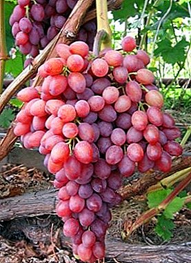 Ang grape hybrids ni Kraynov ug ang iyang nag-unang regalo - ang matang nga "Victor"
