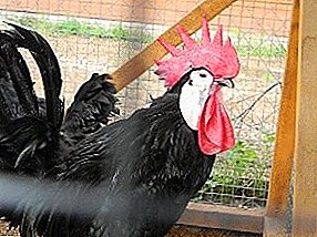 एक असामान्य देखावा सह कोंबडीची हार्डी जाती - स्पॅनिश पांढरा चेहरा