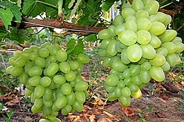 Харди и плодна грозје "Подарок Zaporizhia"