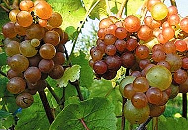 Харди грозје со хармоничен вкус - Platovskiy сорта