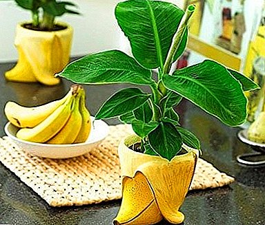 Banane në rritje në shtëpi: sekrete dhe karakteristika