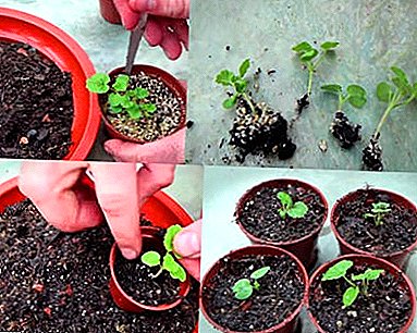 Uzgoj gardenije iz semena kod kuće