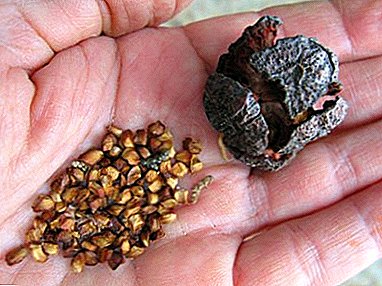 Crecer ciprés de sementes na casa: como cultivar e plantar mudas?