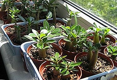 Crecer sen pretensións Adenium a partir de sementes na casa e recomendacións para a reprodución