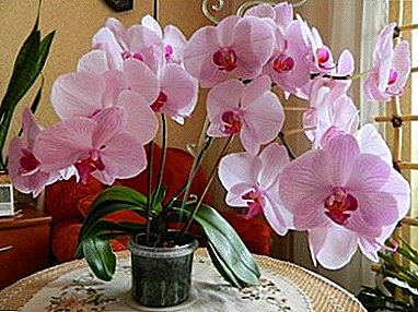 Orquídeas en crecemento Phalaenopsis Multiflora en casa