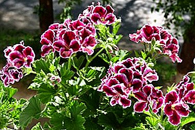Crecer pelargonium no xardín ao aire libre. Como coidar dunha flor na rúa?