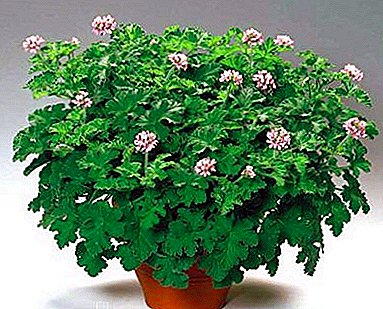 Crescente in domo Pelargonium Notusque Iactat odoratos