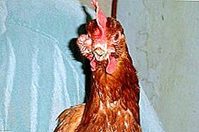 Ang isang viral disease na mahirap makilala - sinusitis sa mga chickens