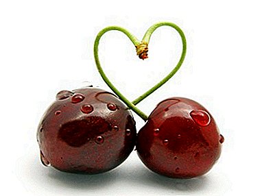 "Зүрхний" жимс бүхий Cherry - Lebedyanskaya зэрэг