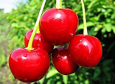 Cherry nge isivuno eliphezulu kanye ukumelana frost ukumelana - Lyubskaya ezihlukahlukene