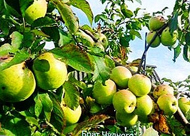 Héich Ausgab mat klenge Wuesstem - Apfel Varietéit Bratchud