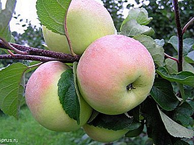 Բարձր եւ կայուն բերքը կստանա խնձորի ծառատեսակ Բոլոտովսկին