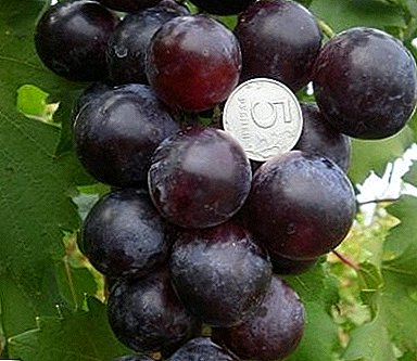 As uvas do faraón proporcionarán un alto rendemento e un sabor excelente