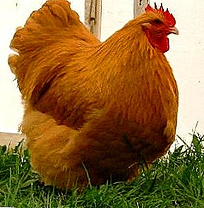 ઉચ્ચ ગુણવત્તાની માંસ અને સરસ દેખાવ ઓર્પિંગટન ચિકન છે