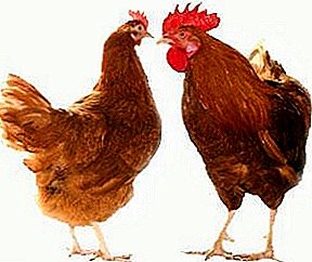 High-yield yug nrog ib tug zoo lub cev hnyav - Red-tailed chickens