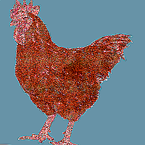 ઉચ્ચ ઉત્પાદક વર્ણસંકર ક્રોસ-પ્રજનન ચિકન એવિકોલર