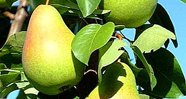 ဗဟိုရုရှားတီးဝိုင်းများအတွက်အရပ်ရှည်ရှည်အမျိုးမျိုး - သစ်တော်သီး "ဆောင်းဦးရာသီ Yakovlev"