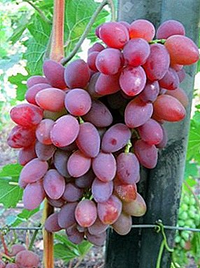 Hibrid i lartë i prodhuar i rrushit Vjetori i Rezidentit të Verës Kherson