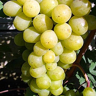 Високиот принос и ладно отпорна сорта - Алејско грозје