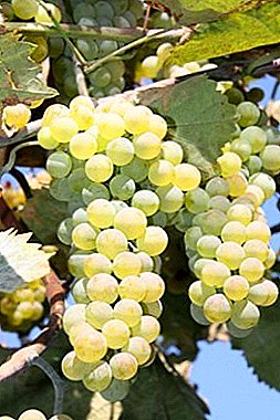 Висококвалитетен извонреден од Грузија - Ркацители грозје