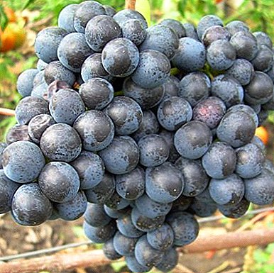 Daghang nagahatag nga grape variety ngadto sa northern nga mga rehiyon - "Sa handumanan sa Dombkovskaya"