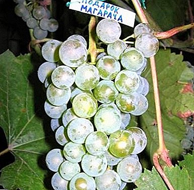 ແນວພັນ grape ທີ່ມີຜົນຜະລິດສູງ - "ຂອງປະທານແຫ່ງ Magarach"