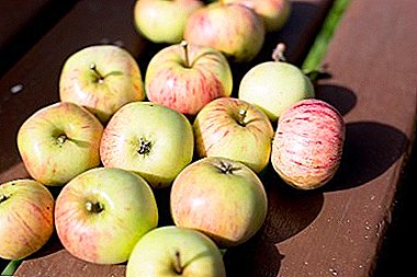 ઉપજની ઉચ્ચ ગુણવત્તા અને ઉત્કૃષ્ટ ગુણવતાનું પ્રદર્શન સફરજનનાં વૃક્ષો વિન્ટર પીઅર દ્વારા કરવામાં આવે છે
