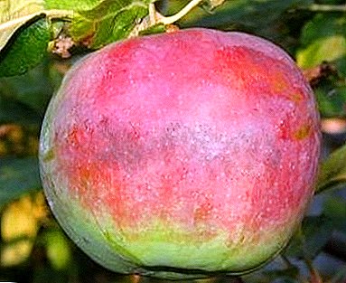 सबै Rossoshanskih किस्मों को व्यापार कार्ड - सेब पेड अप्रिल